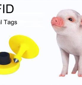 UHF RFID ใส่บัตรประจำตัวหมูและติดตามชีวิตตั้งแต่เกิดจนถึงฆ่า