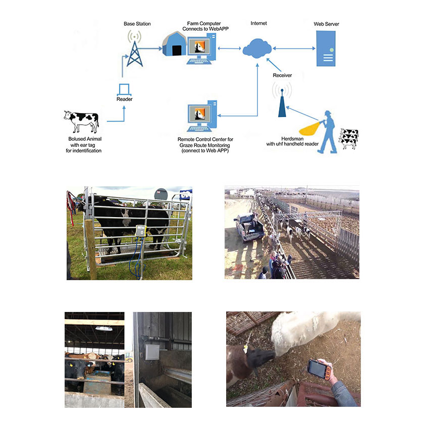 ระบบการติดตาม การระบุ และการจัดการสัตว์ RFID