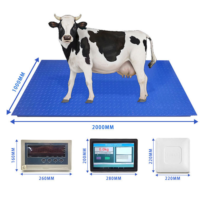 การชั่งน้ำหนักการจดจำแท็กหูสัตว์ RFID ระบบอิเล็กทรอนิกส์เครื่องชั่งสัตว์ RFID การรับรู้ป้ายหูสัตว์ เครื่องชั่งแบบตั้งพื้นพร้อมหน้าจอสัมผัสอัจฉริยะ